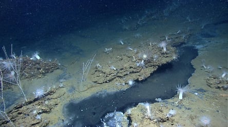 Загроза для купання — вчені знайшли сірку на дні Чорного моря - 290x160