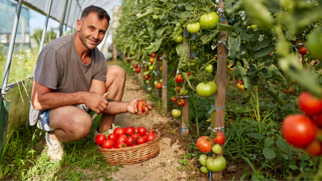 Какой сорт помидоров стоит посадить на даче — урожай будете собирать ведрами