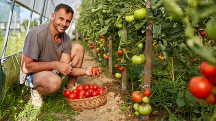 М'ясисті та солодкі помідори збиратимете відрами — який сорт посадити 2024 року - 285x160