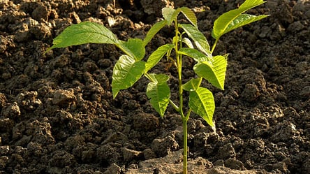 Посадка волоського горіха восени — коли і як робити правильно - 285x160