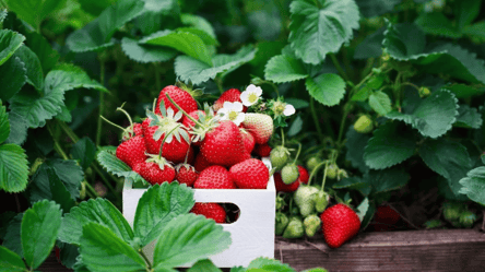 Клубника зимой как свежая — секреты правильной заморозки - 285x160