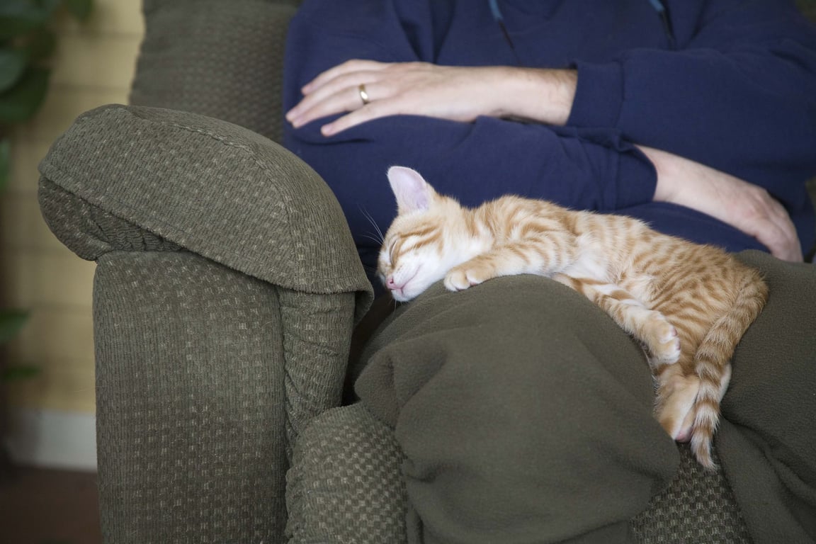 Почему кошки спят на человеке? Ученые озвучили неожиданную причину |  Новини.live