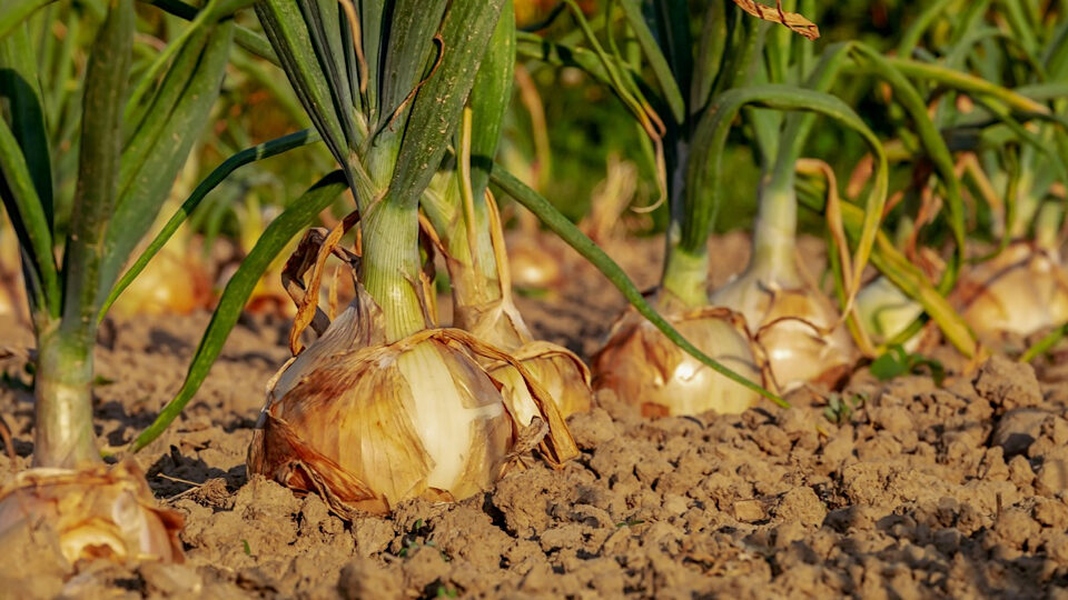 Урожай лука на огороде