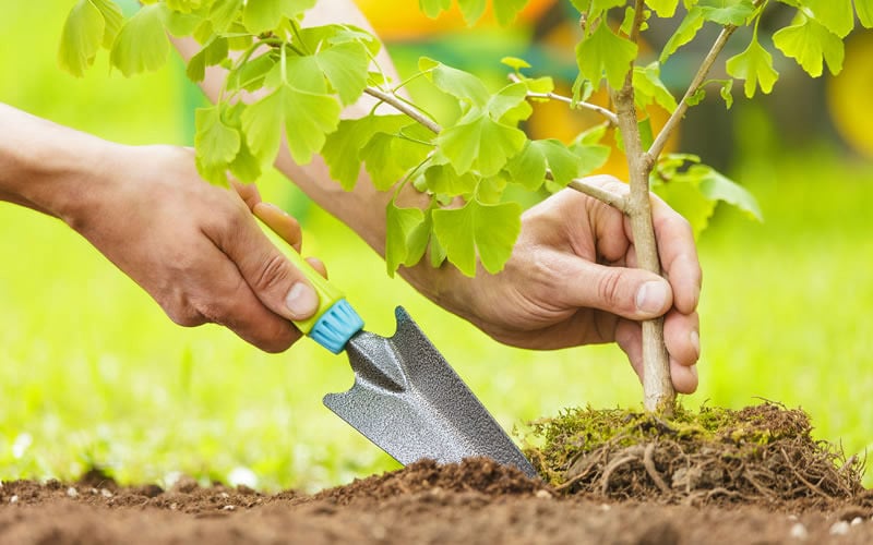 Процесс посадки дерева в саду