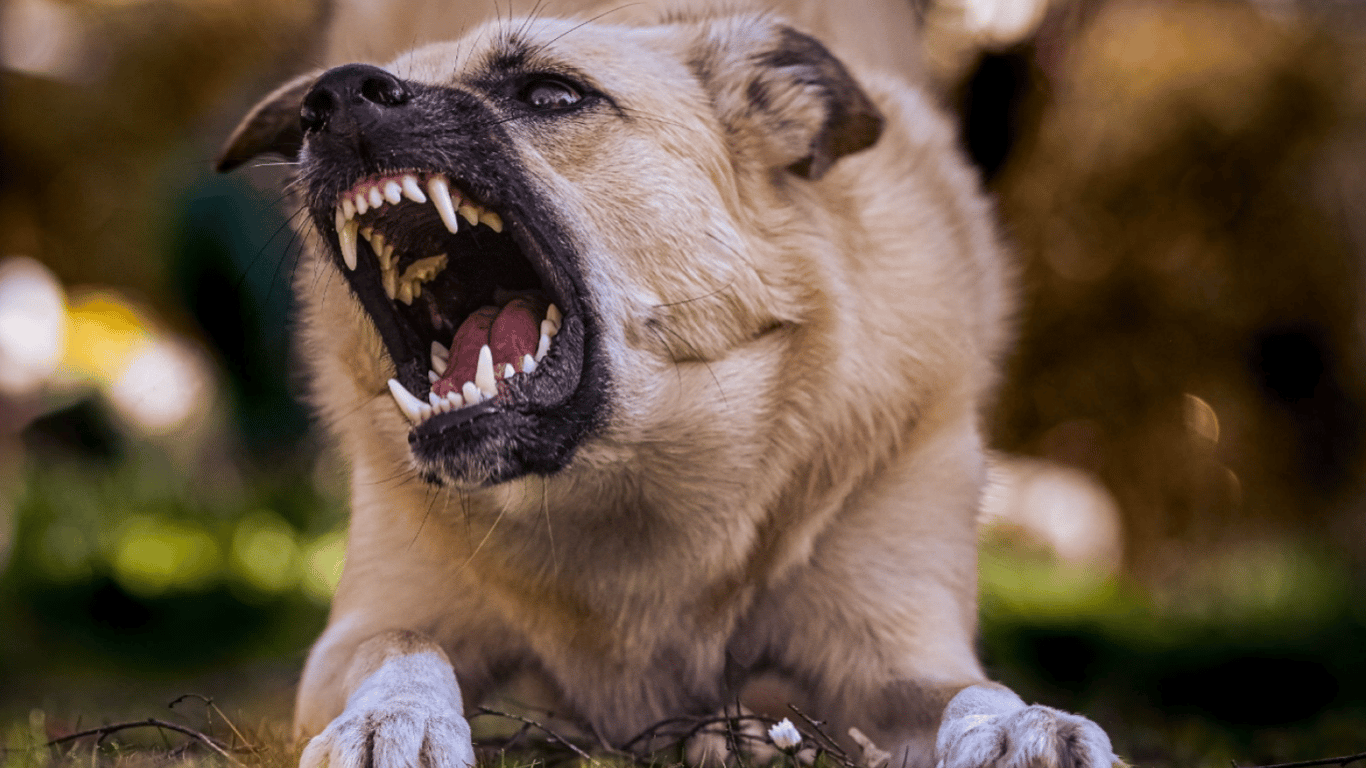 Чому собака погано себе поводить — в чому причини і що з цим робити