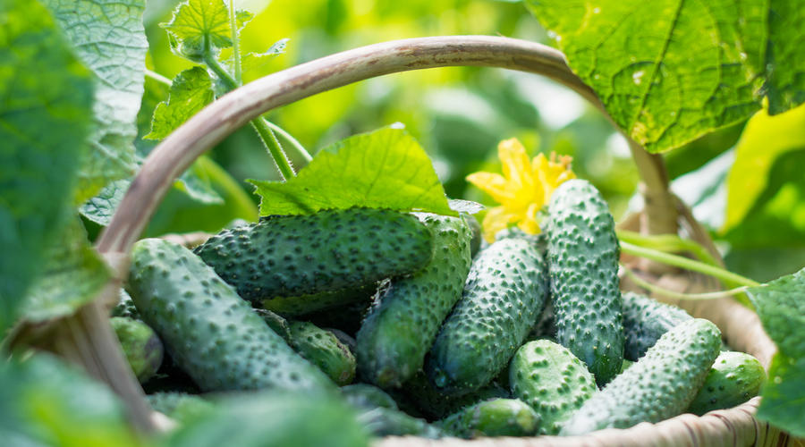 Собранный урожай огурцов в корзине