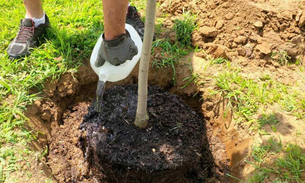 Садовник, высаживающий дерево