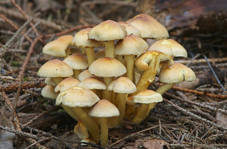 Много опят в лесу