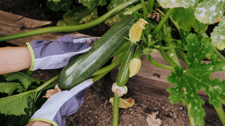 П'ять найкращих сортів кабачків, які не бояться спеки: що посадити - 285x160