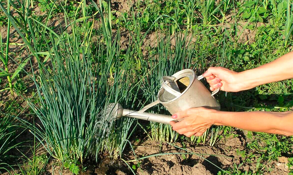 Дачник, поливающий лук