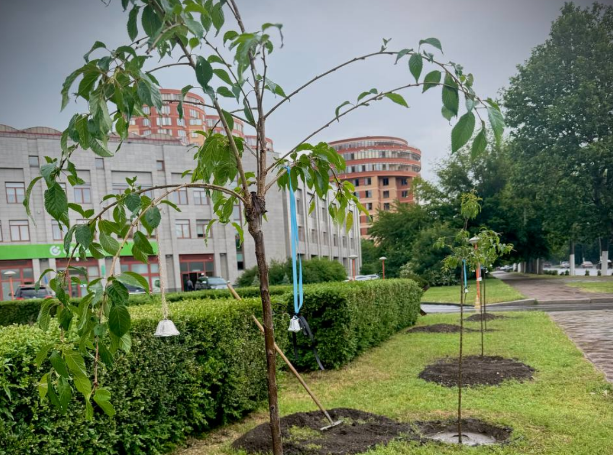 11 сакур в Одессе в честь погибших детей