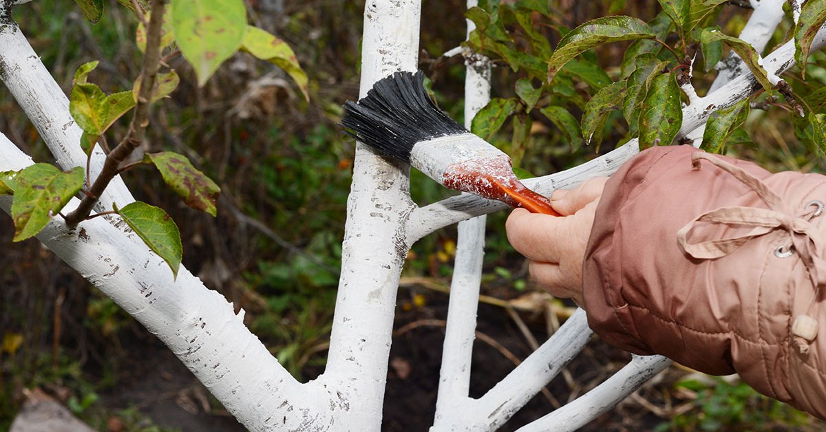 Побелка дерева