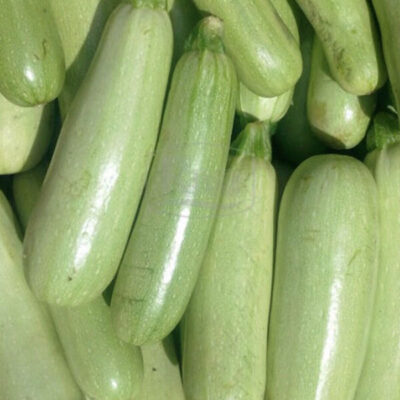 Сорт кабачков Аспирант (Semenaoptom)