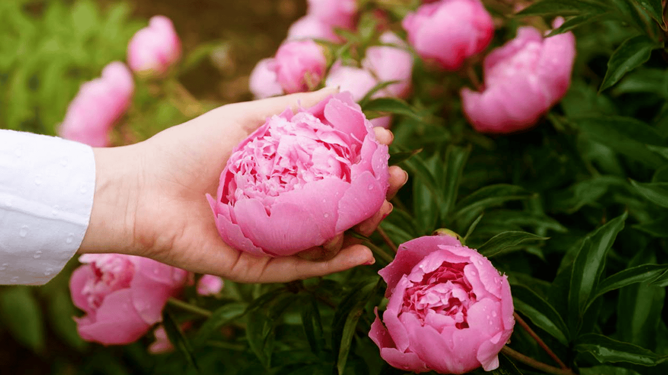 How to feed peonies in spring — fertilizers for lush flowering - 250x140