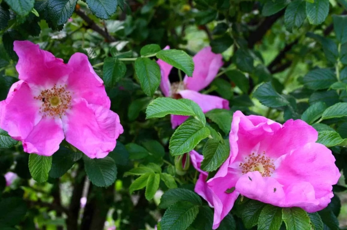 Які кущі посадити біля дому, щоб залучити щастя — шипшина