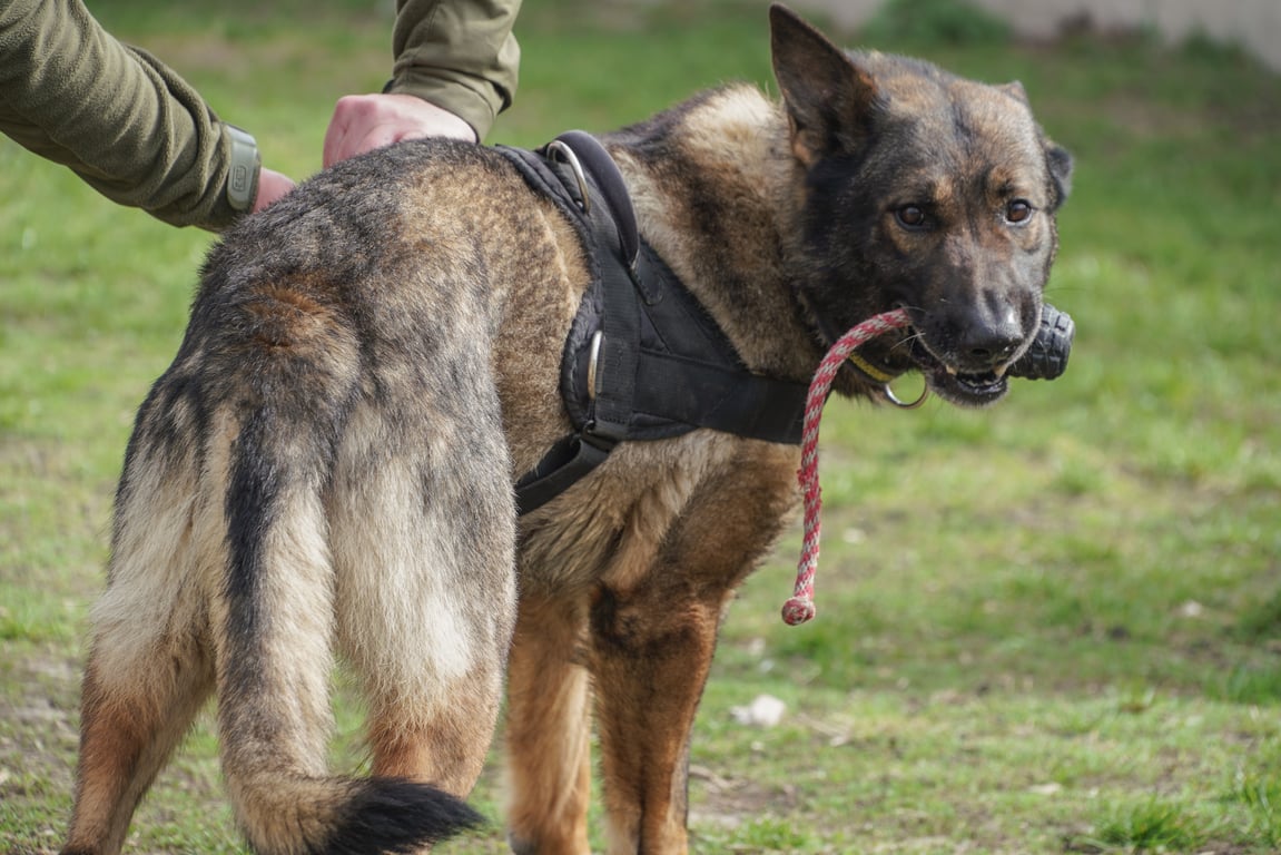Овчарка Рами. Фото: "ТиКиев"/Игорь Кузнецов