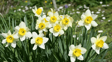 Коли найкраще садити нарциси — секрет рясного цвітіння - 285x160