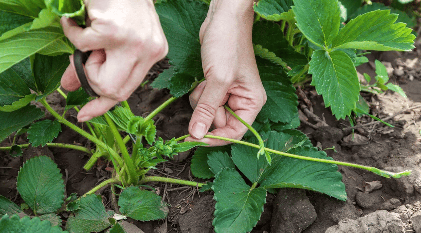 Уса клубники