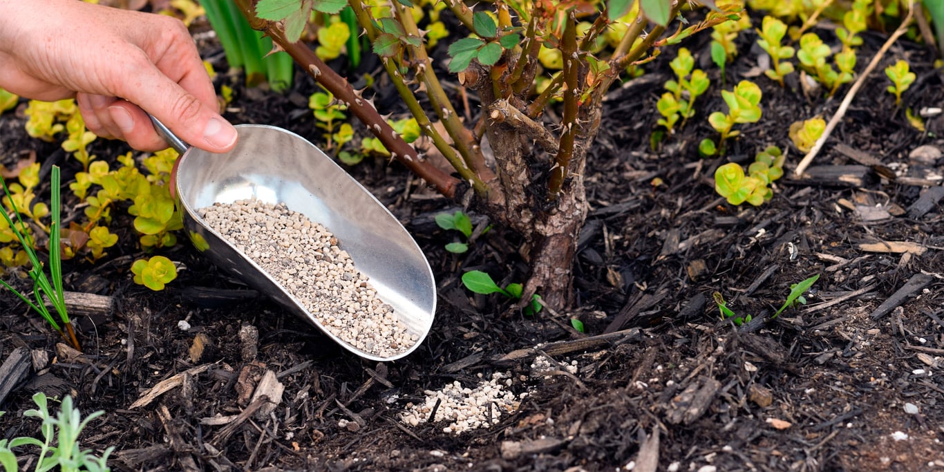 Подкормка роз