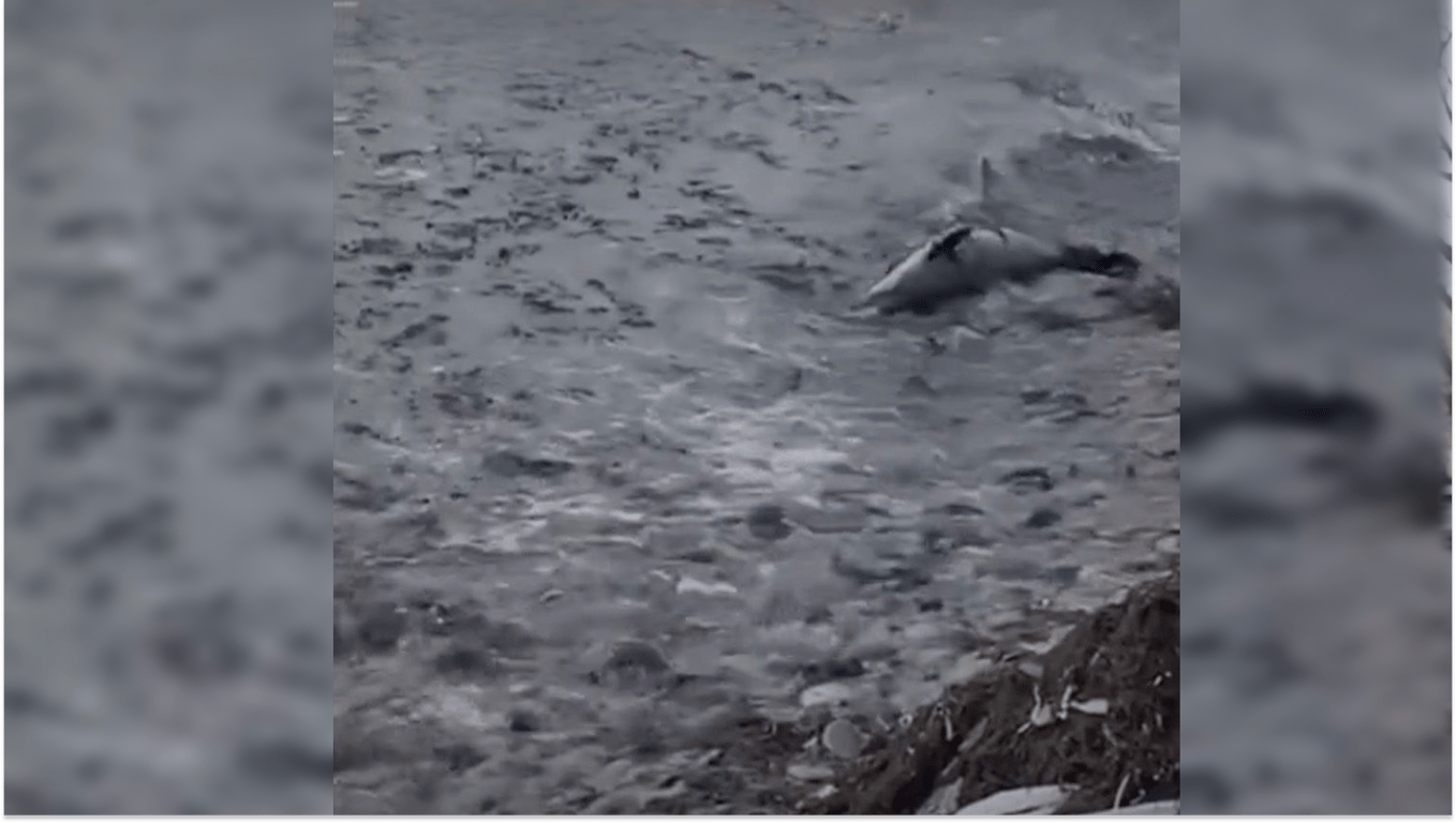 Мертвые дельфины на побережье. Фото: скриншот из видео Reuters