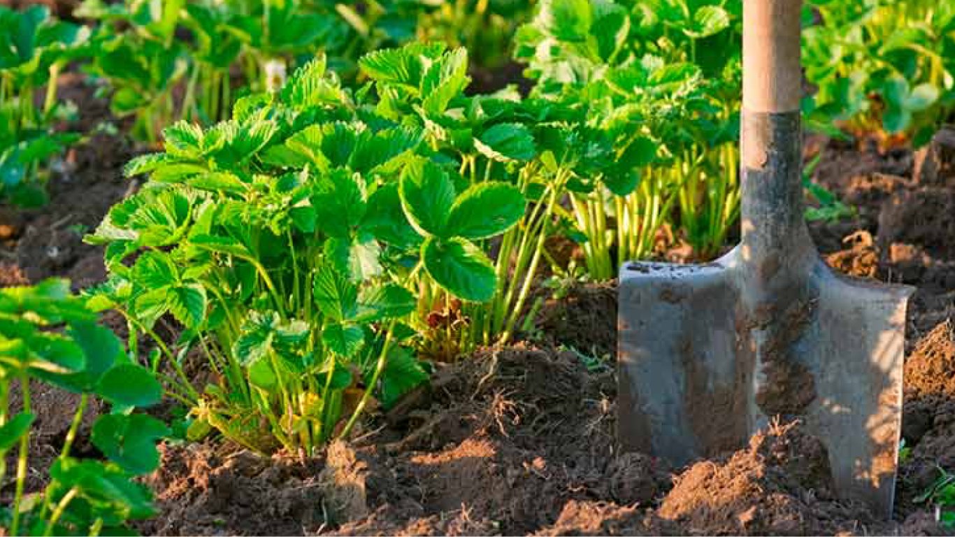 Каким материалом укрывать клубнику: плюсы и минусы