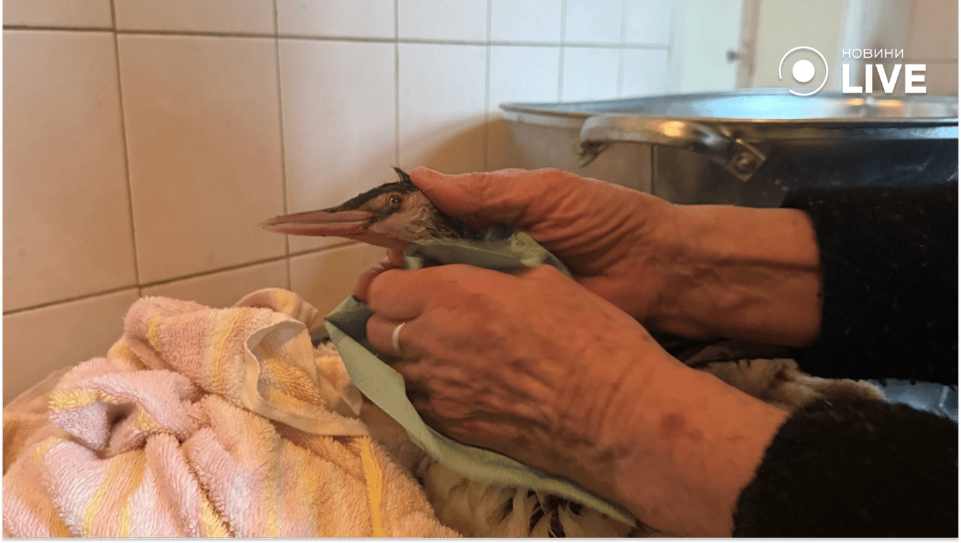 Порятунок птахів після розливу олії в Одесі