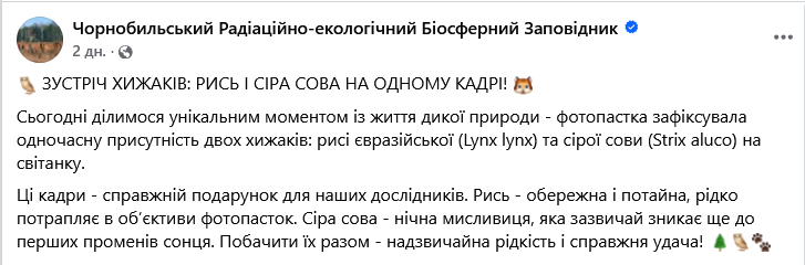 Рысь и сова рядом — в Чернобыле запечатлели редкую пару хищников - фото 1