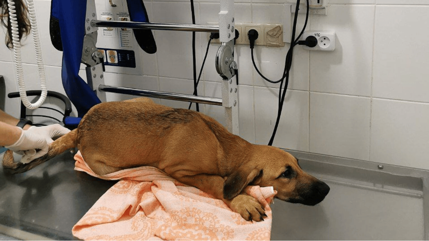 В Киеве неизвестные выбросили щенка с шестого этажа — в каком состоянии животное