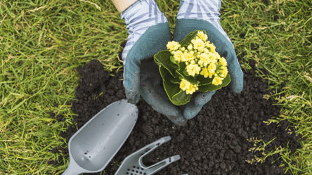 Не садіть їх поруч — ці багаторічники конфліктують у саду - 285x160