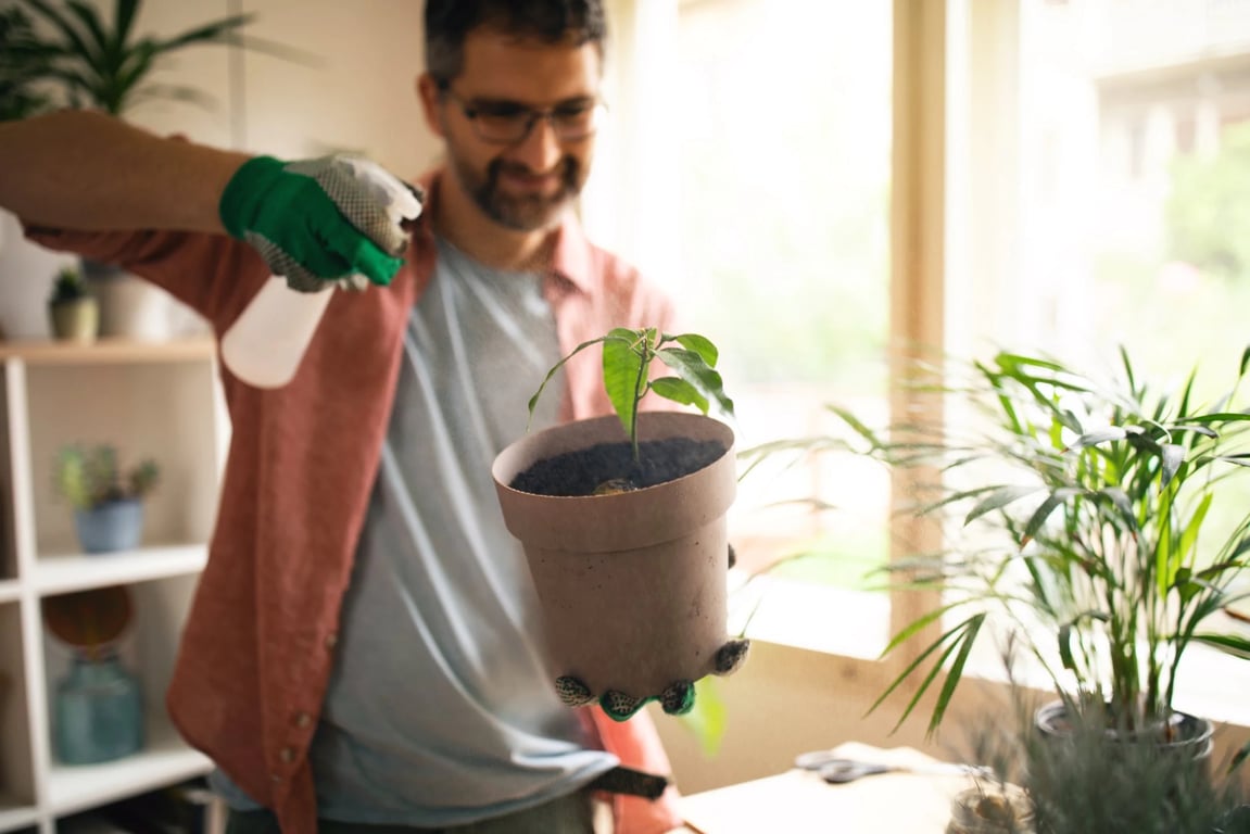 Как правильно поливать манго