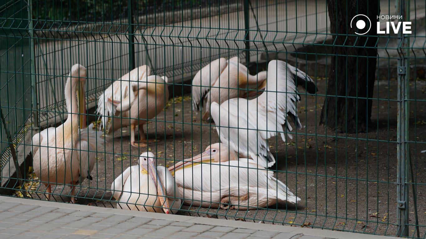 Пелікани в Одеському зоопарку.