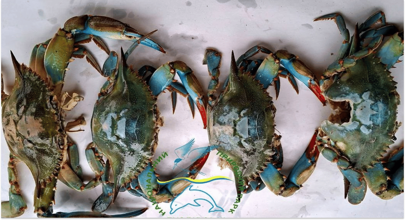 Блакитні краби на Одещині
