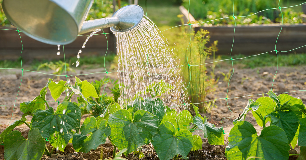 Дачник поливає огірки.