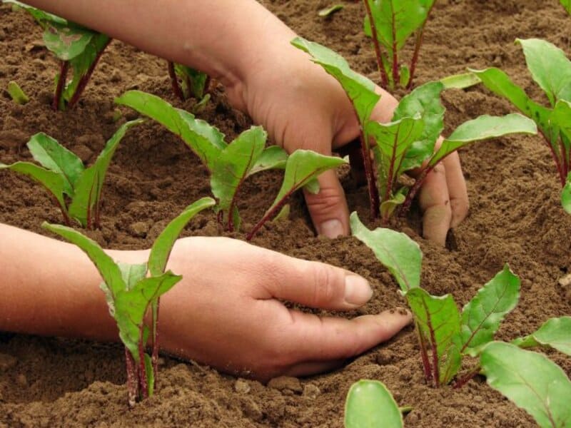 Уход за свеклой