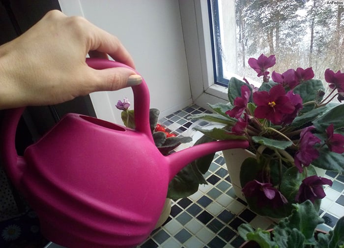 Полив фиалки