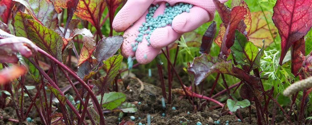 Уход за свеклой