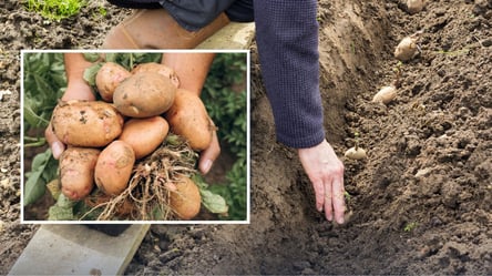 Ці сорти картоплі дозрівають на початку літа: смачні й врожайні - 290x160