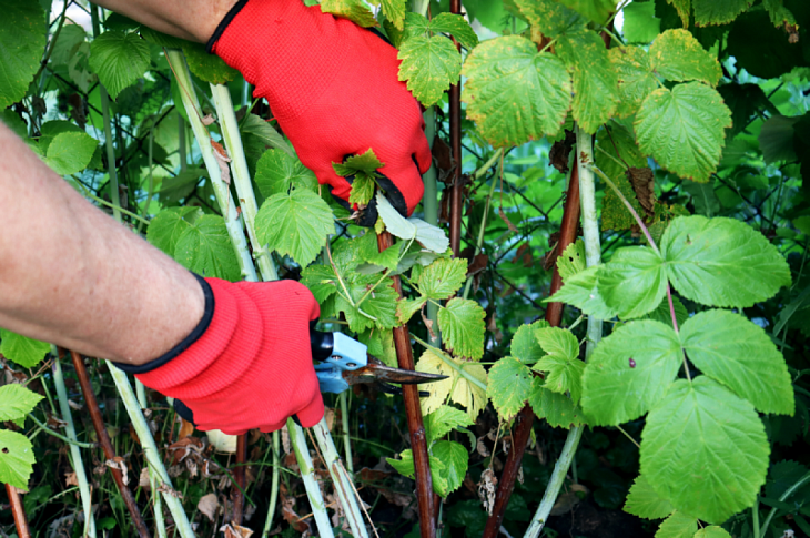 Процесс обрезки малинового куста