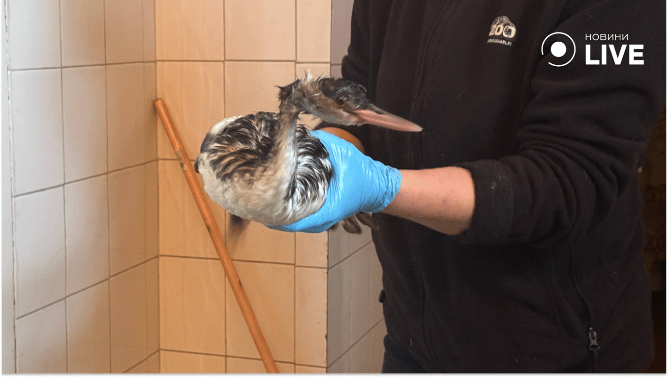 Порятунок птахів після розливу олії в Одесі