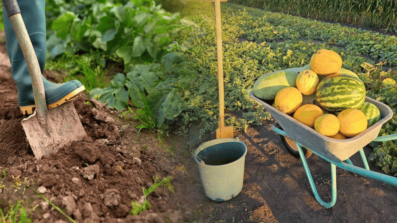 Что посадить рядом с арбузами и дынями: урожай побьет рекорды