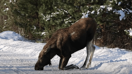 У Чорнобильський зоні лось вийшов на дорогу — що радять водіям - 285x160