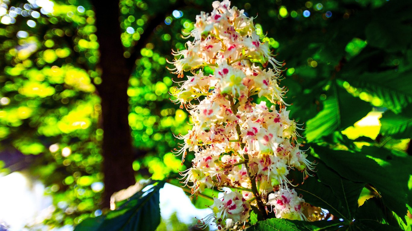 рецепт настоянки з каштану
