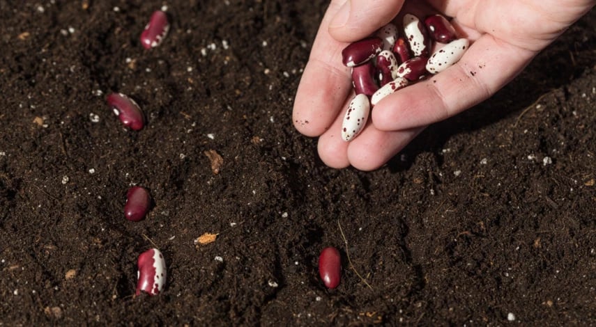 Коли садити квасолю навесні за місячним календарем 2024 року