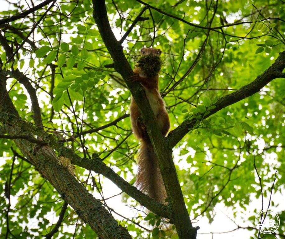 Які тварини живуть у Чорнобильській зоні
