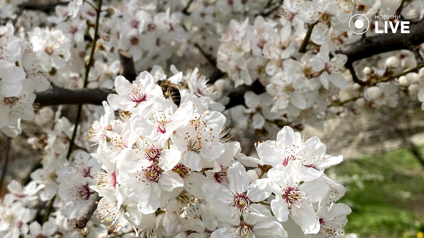 Квіти, тепло та діти на прогулянці — весняна Одеса очима фотографа Новини.LIVE