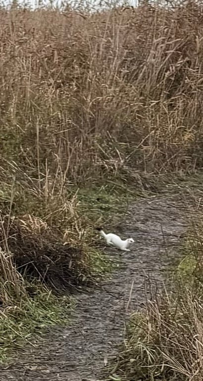 Біле хутро без зими — на Одещині клімат губить горностая - фото 2
