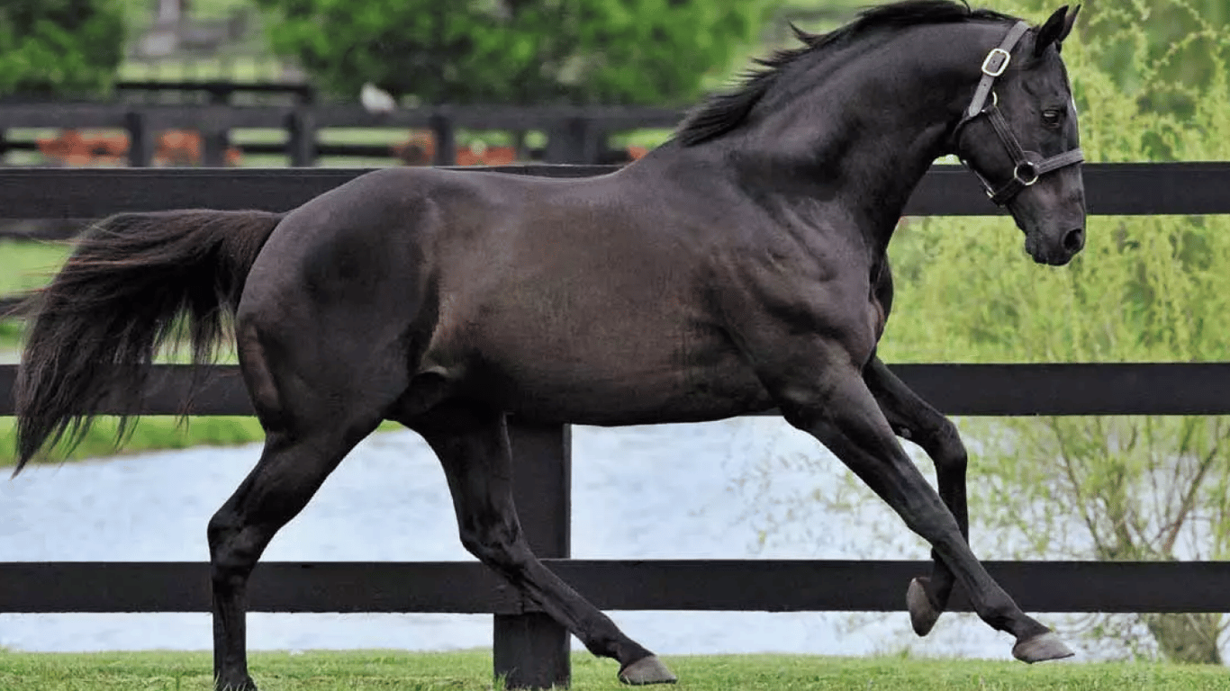 В Чехии украли породистую английскую лошадь, которая принадлежит Кадырову
