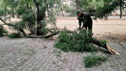 Негода в Одесі — місто розчищають від повалених дерев - 285x160