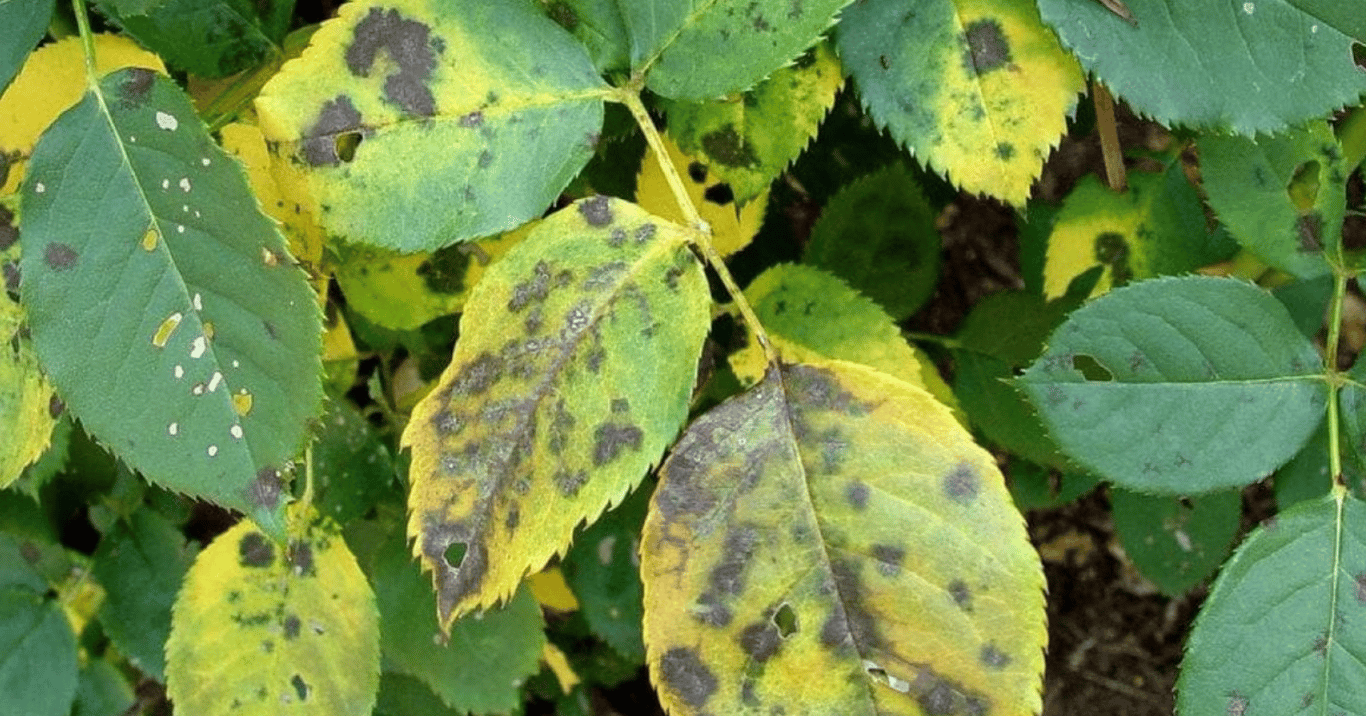 Черная пятнистость