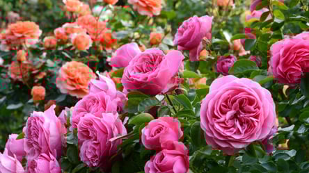 Не укрывайте розы пленкой — ошибка, убивающая кусты зимой - 285x160